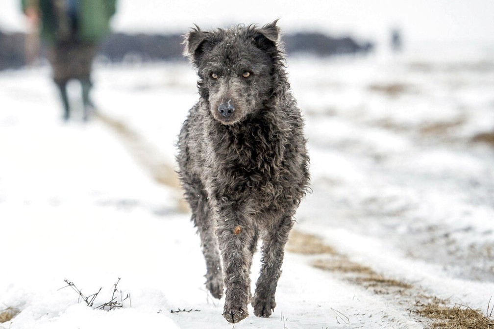 Organização americana reconhece duas novas raças de cachorros: Mudi e  Pequeno cão russo, Pets