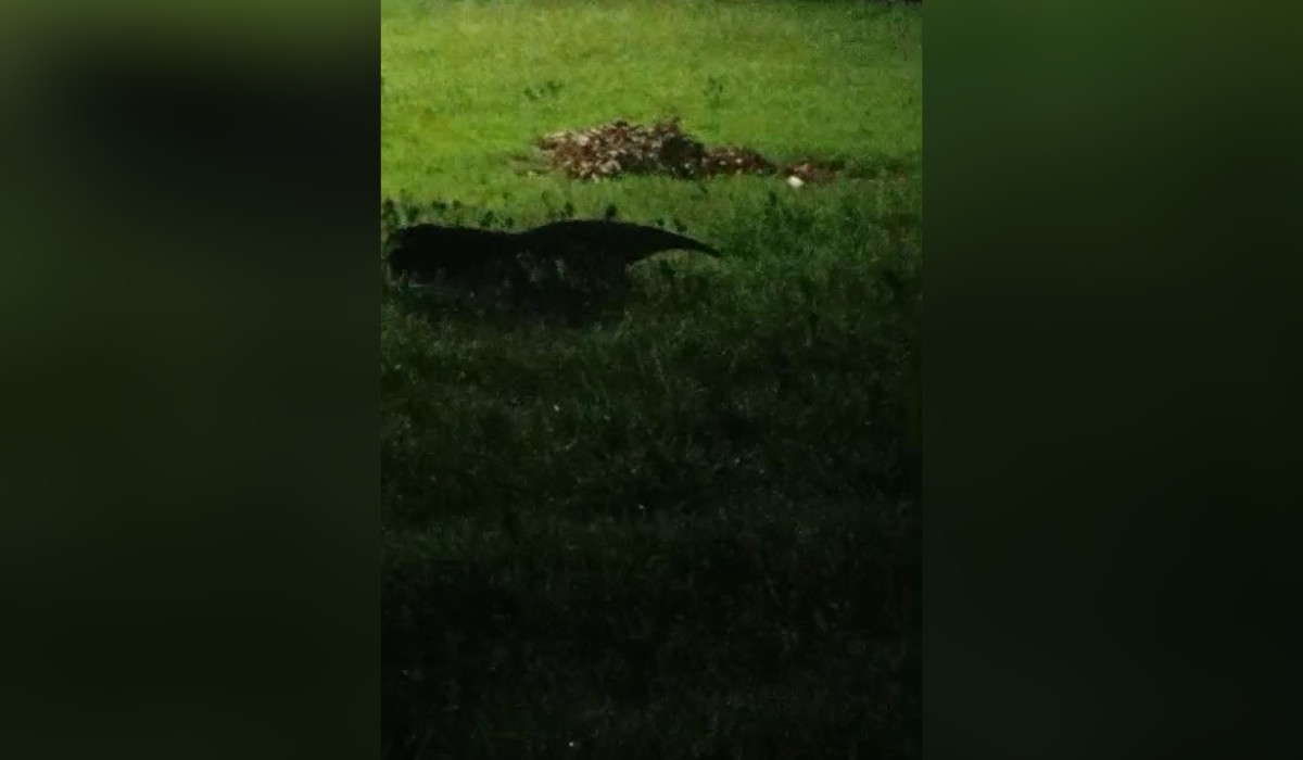 VÍDEO: Tamanduá-bandeira é flagrado 'passeando' por bairro de Presidente Prudente 