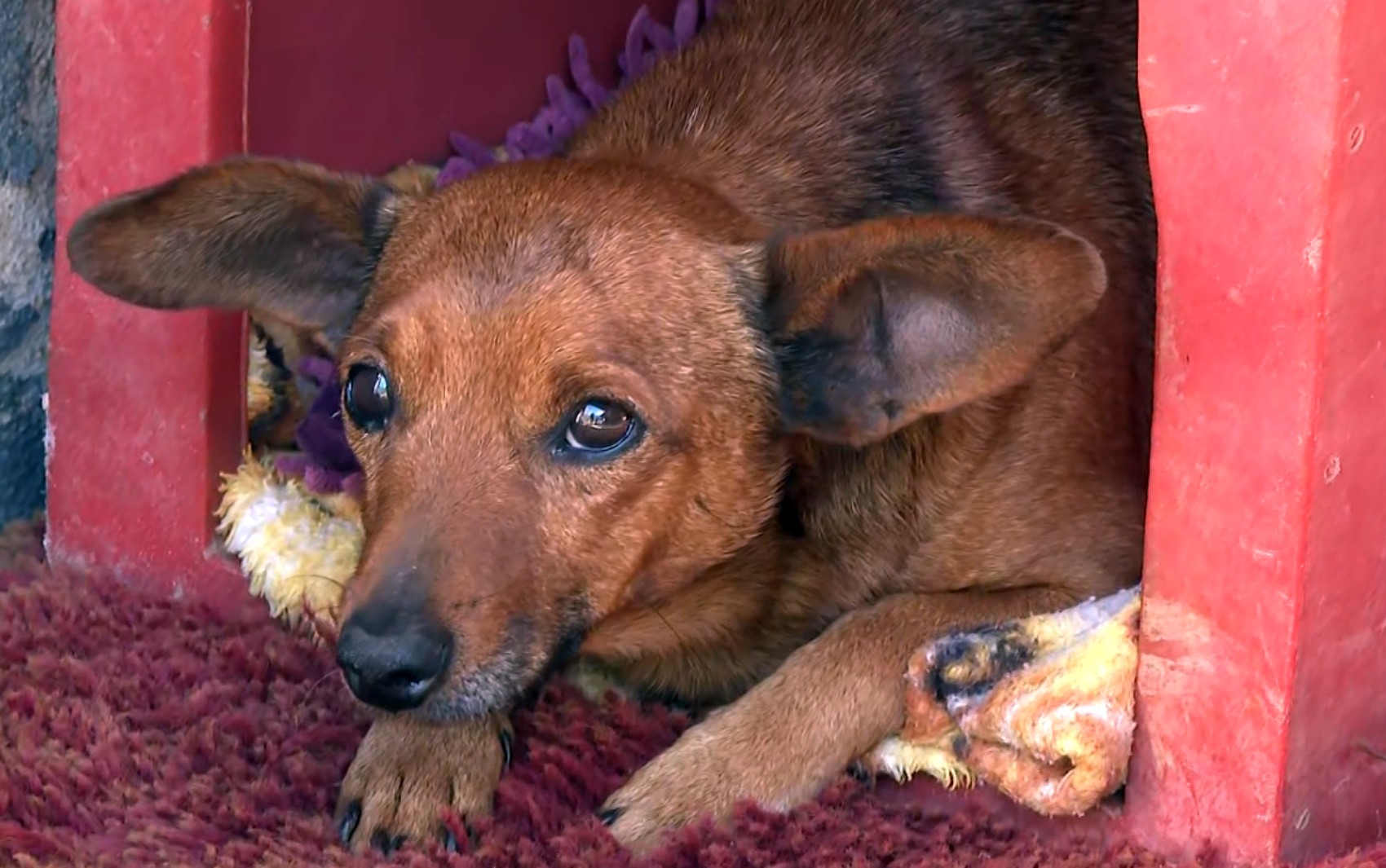 Cão caminha 12 km sozinho para se despedir do tutor em velório emocionante