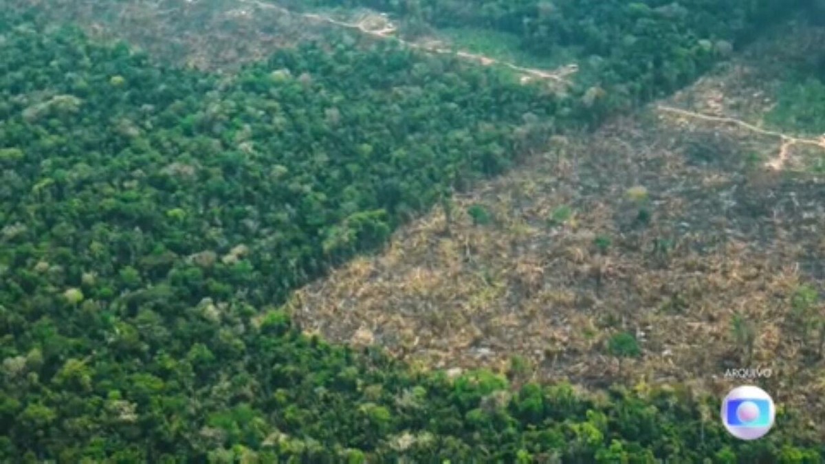 Brasil Foi Responsável Por 40% De Perda De Florestas Nativas No Mundo ...