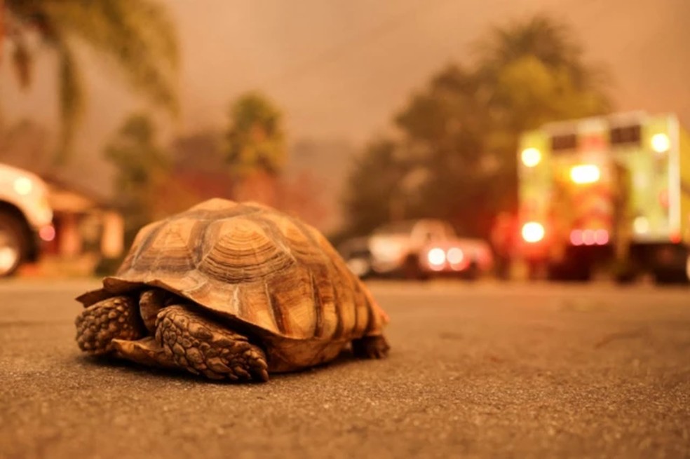 Tartaruga terrestre em rua na Califórnia, enquanto ventos fortes alimentam incêndios florestais devastadores na área de Los Angeles e forçam as pessoas a evacuar — Foto: Reuters