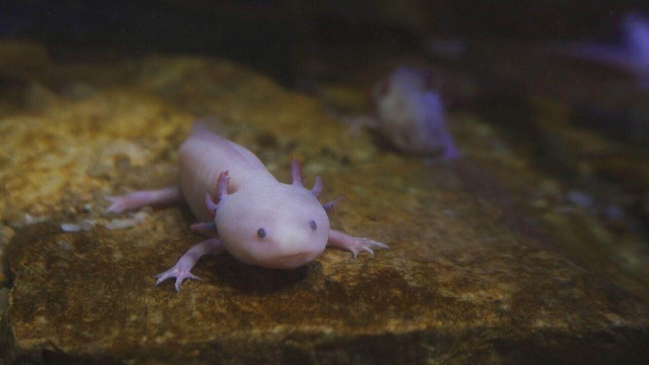 Tráfico ilegal de axolotes preocupa o Ibama e pode levar a desequilíbrio ambiental