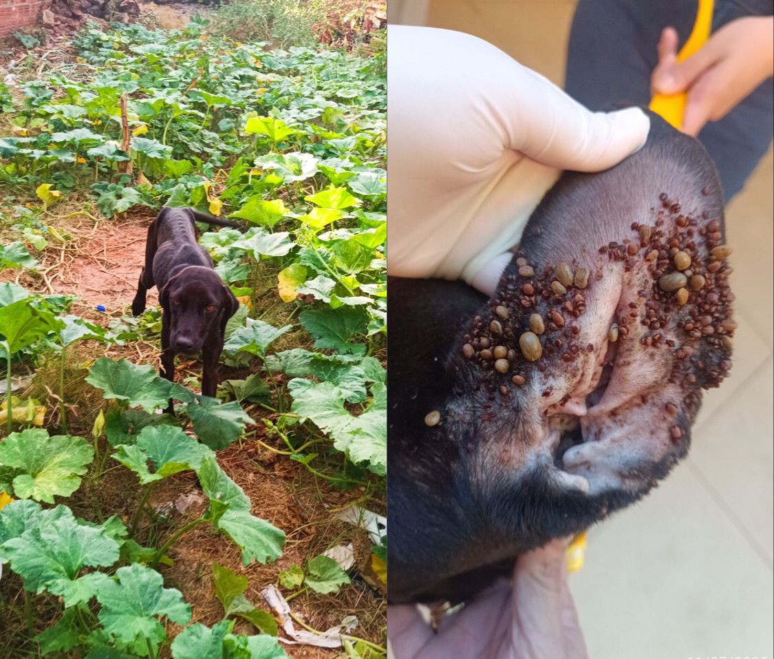 Suspeito de maus-tratos contra cadela é preso em Teresina; animal estava extremamente magro e com carrapatos