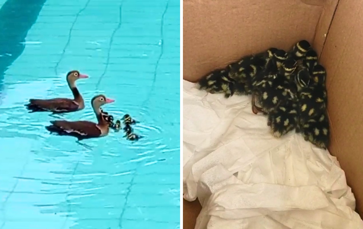 Para fugir do 'calorão', família de ave silvestre é flagrada 'nadando' em piscina do Sesc no interior de SP