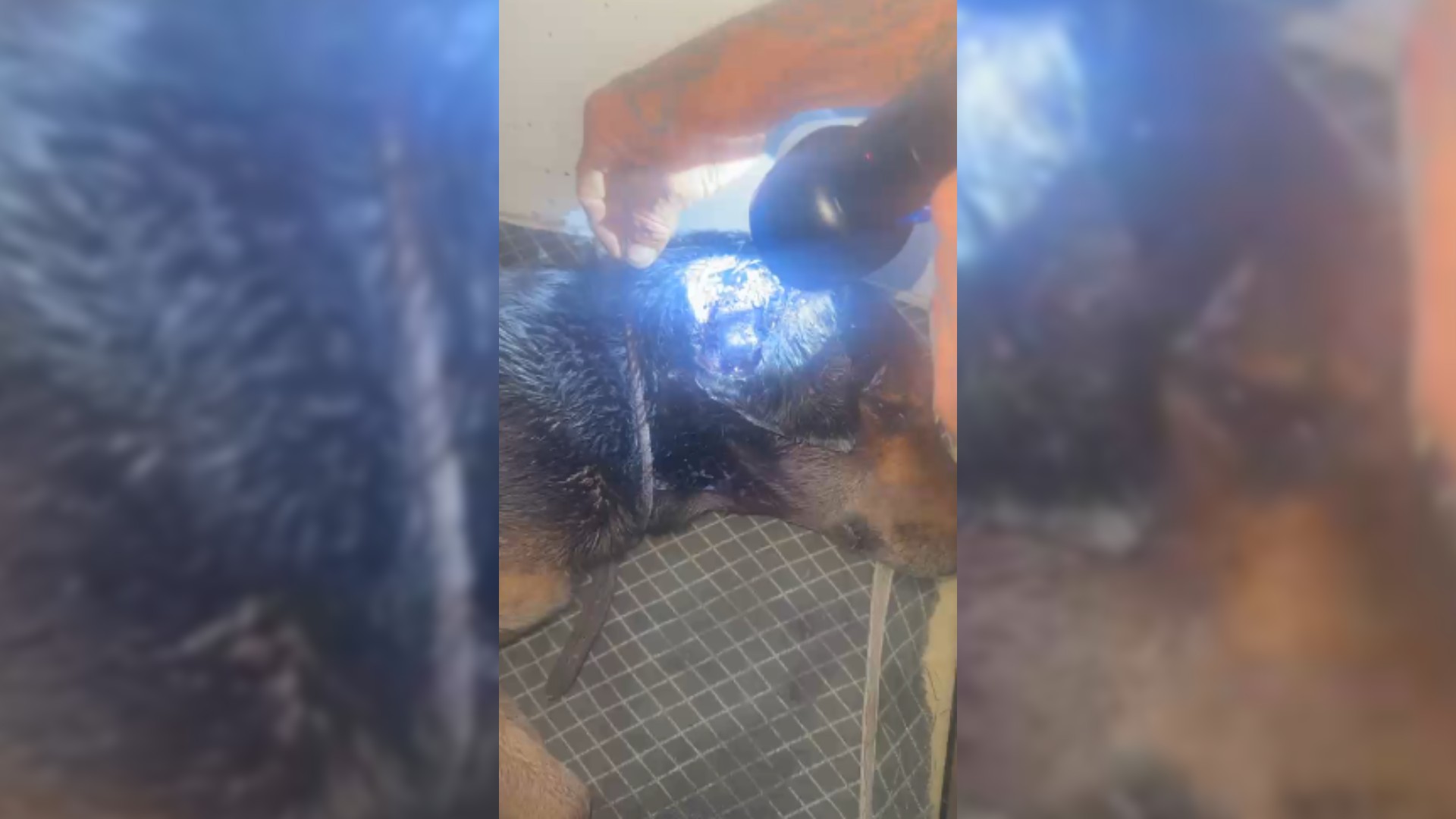 Campanha por um lar: adoção de cão comunitário mobiliza protetoras no interior de SP