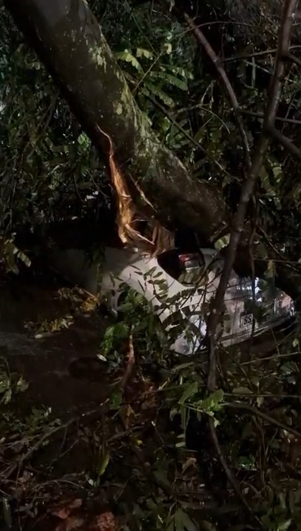 Árvore cai sobre carro na Glória durante temporal no Rio