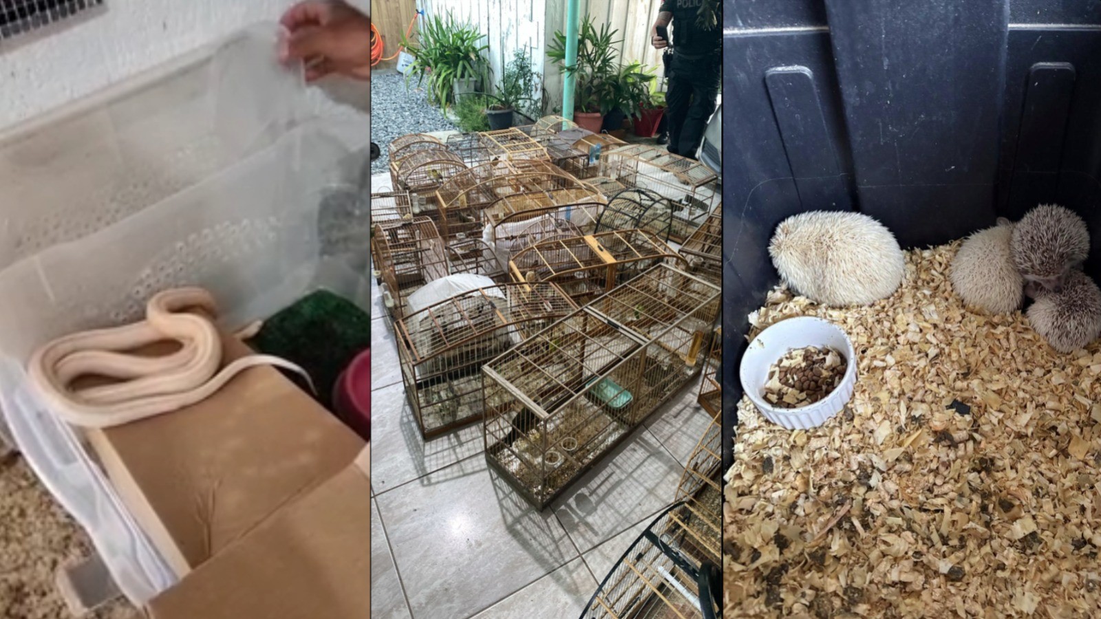 Operação contra tráfico de animais silvestres leva 21 à prisão em cinco estados e resgata espécies; VÍDEO