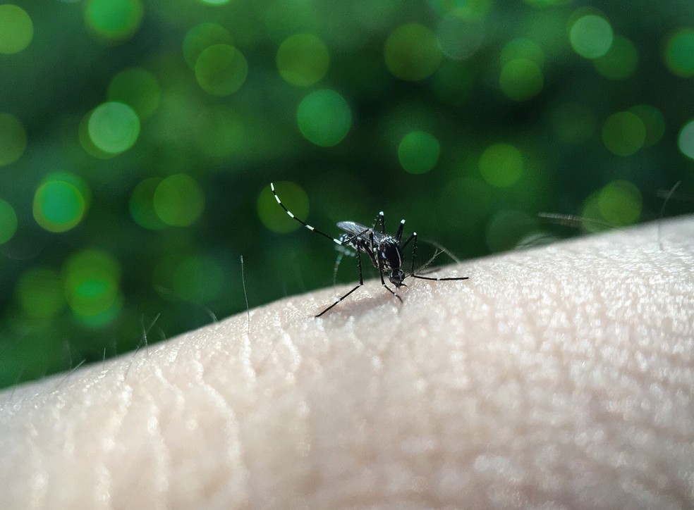 Pernilongo gigante: veja como acabar com infestações e se proteger do inseto  - NSC Total