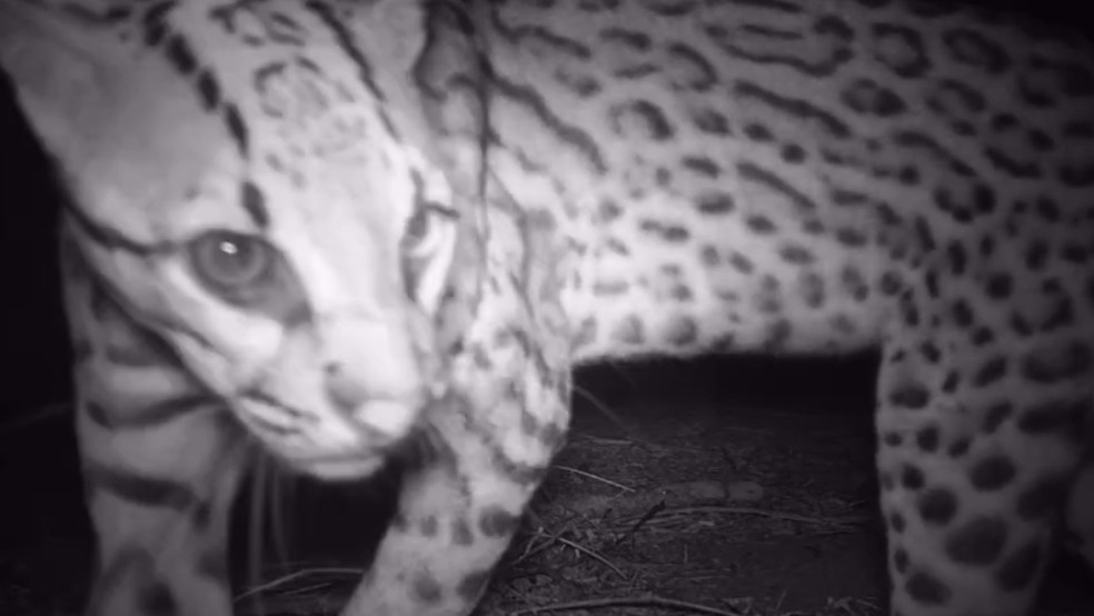 Câmera noturna de hotel no Ceará flagra jaguatirica em busca de água — Foto: Hotel Pedra dos Ventos/Divulgação