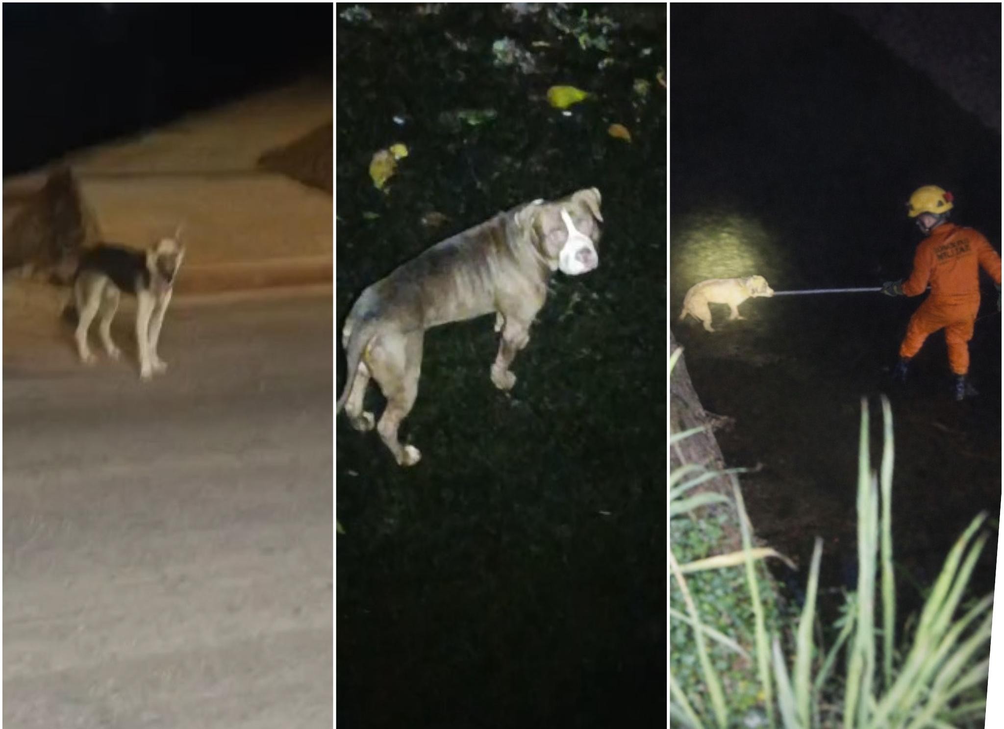 Cachorro 'pede' ajuda para socorrer pitbull cego que caiu em córrego de MT; vídeo