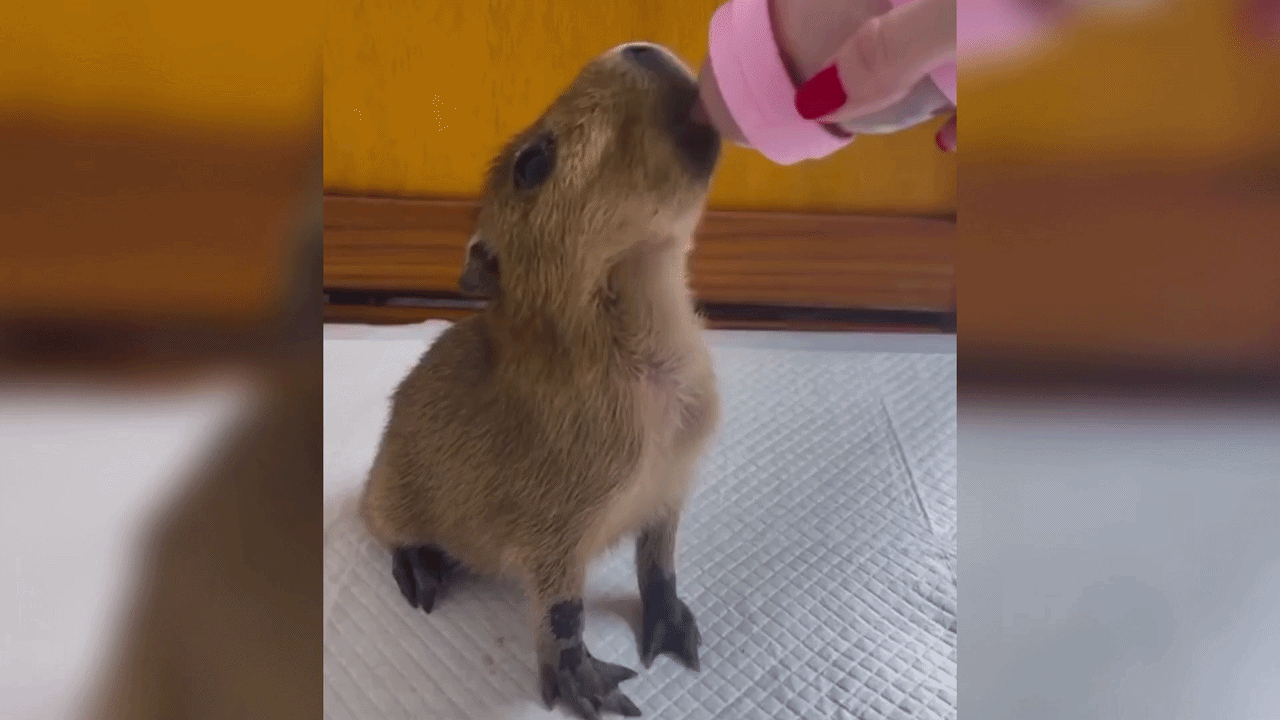 VÍDEO: filhote de capivara que nasceu prematuro é resgatado e internado em clínica no interior de SP