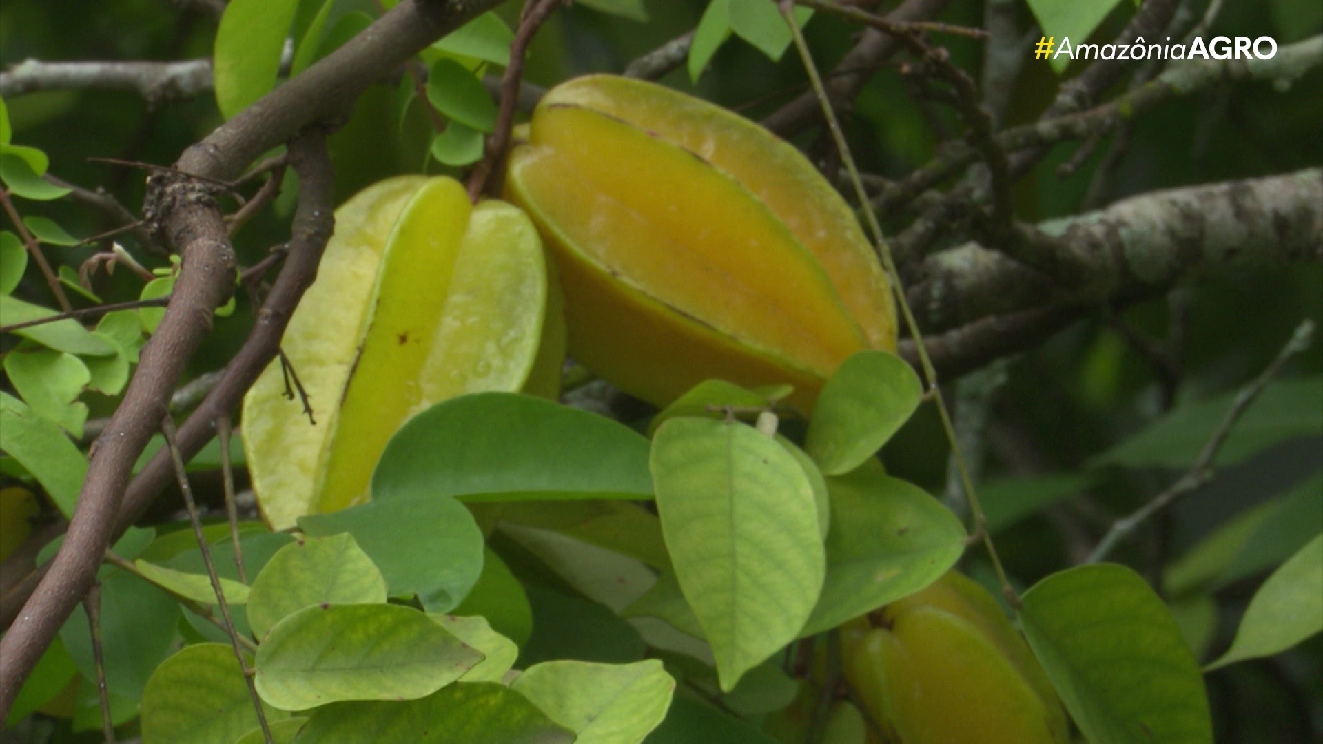 VÍDEOS: Amazônia Agro deste domingo, 24 de novembro de 2024