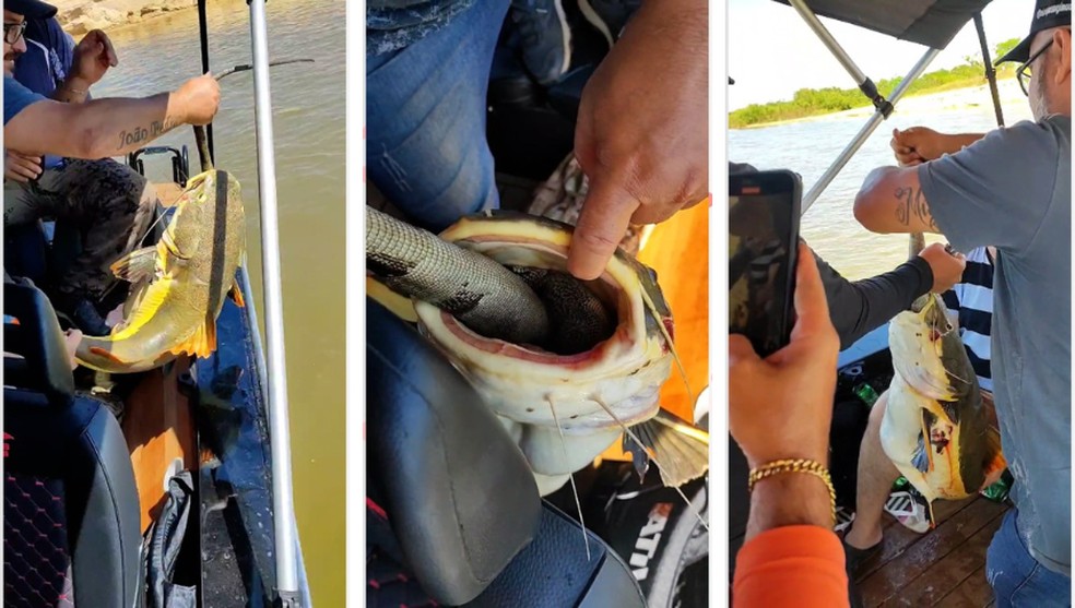 Peixe ficou entalado com iguana no Rio Araguaia, na divida entre Tocantins e Pará — Foto: Eduardo Motta/Arquivo pessoal/montagem g1