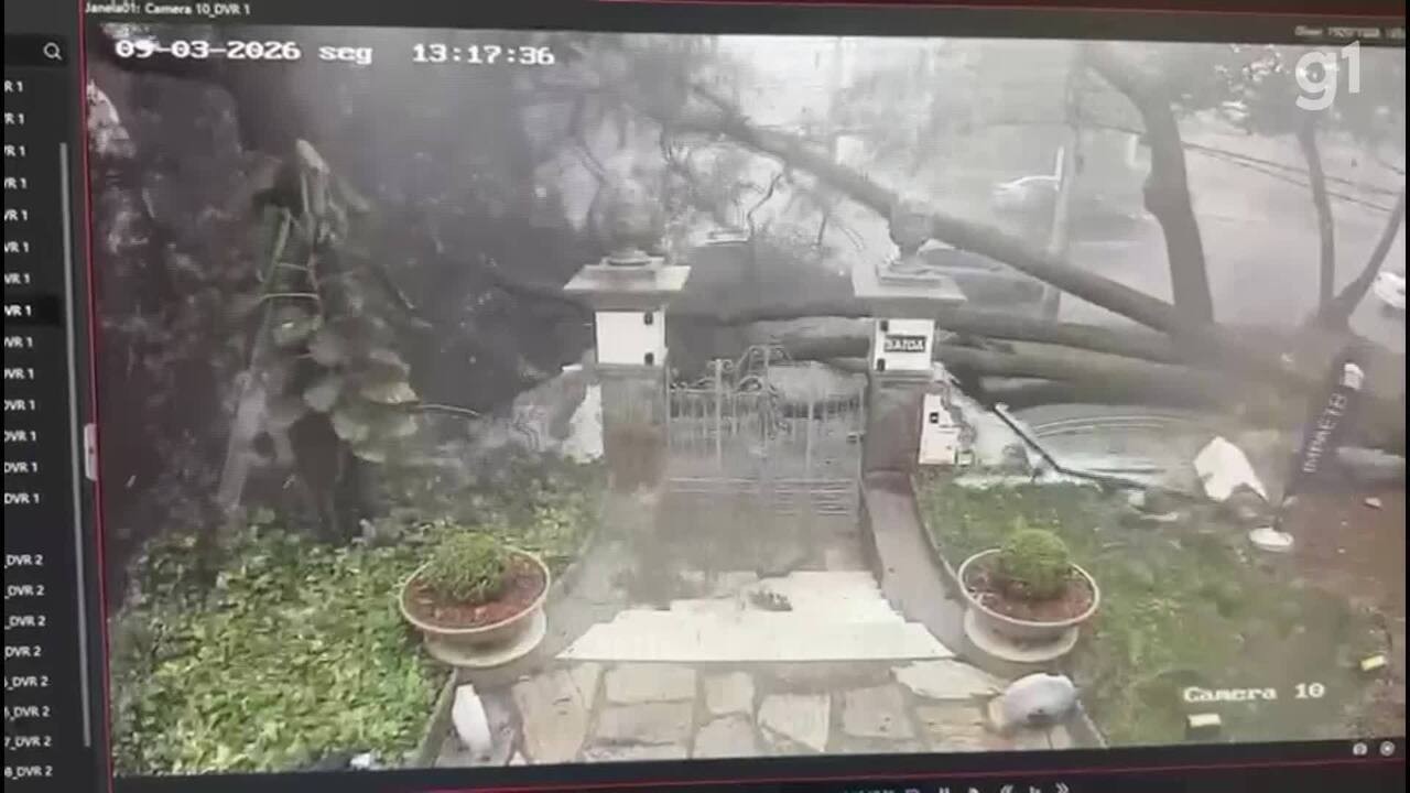 Pedestre escapa por um triz de ser atingido por árvore que caiu durante temporal em BH; VÍDEO