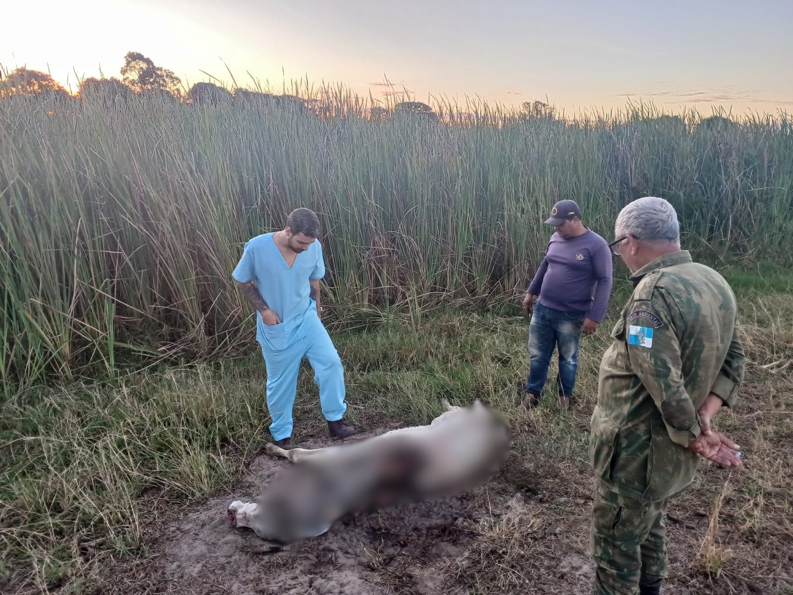 Animais domésticos e de produção são encontrados mortos no RJ | G1