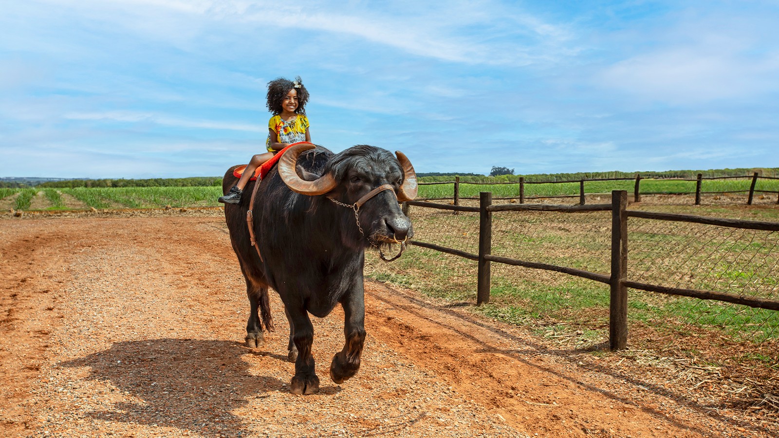 Festa do Peão: cinco motivos para estender sua experiência em Barretos