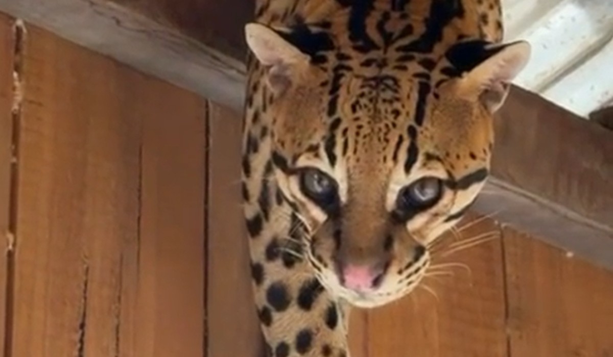 Jaguatirica é vista em casa flutuante após temporal em Carauari, no interior do Amazonas; VÍDEO