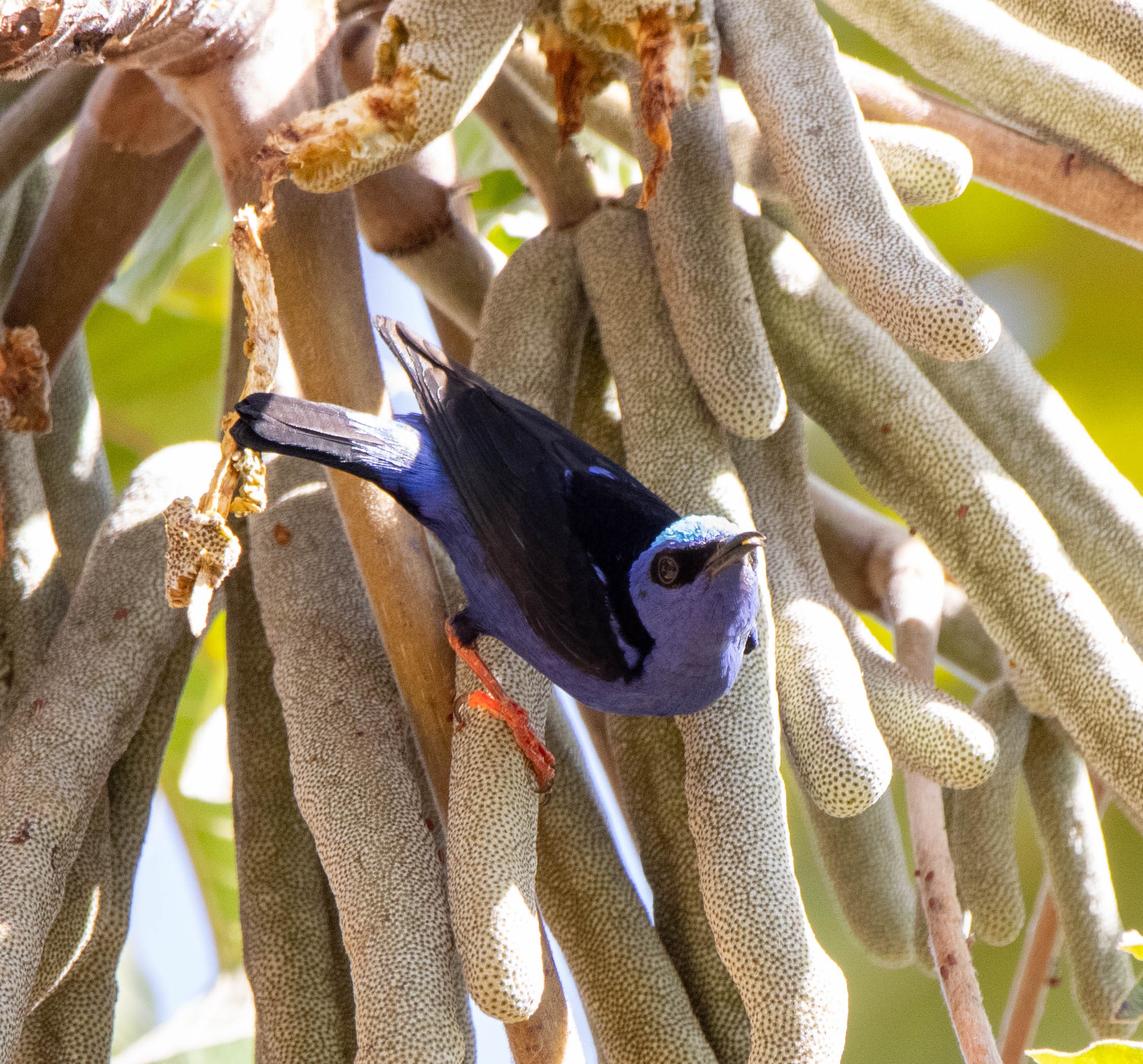 Sinekkuşu Tanager (Cyanerpes cyaneus) — Fotoğraf: Carol Ferreira