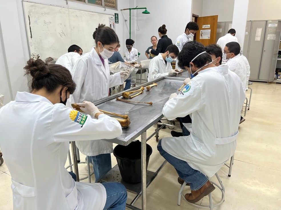 Alunos da UFT usando ossos reais em aula — Foto: Reprodução/ Gabriela Ortega
