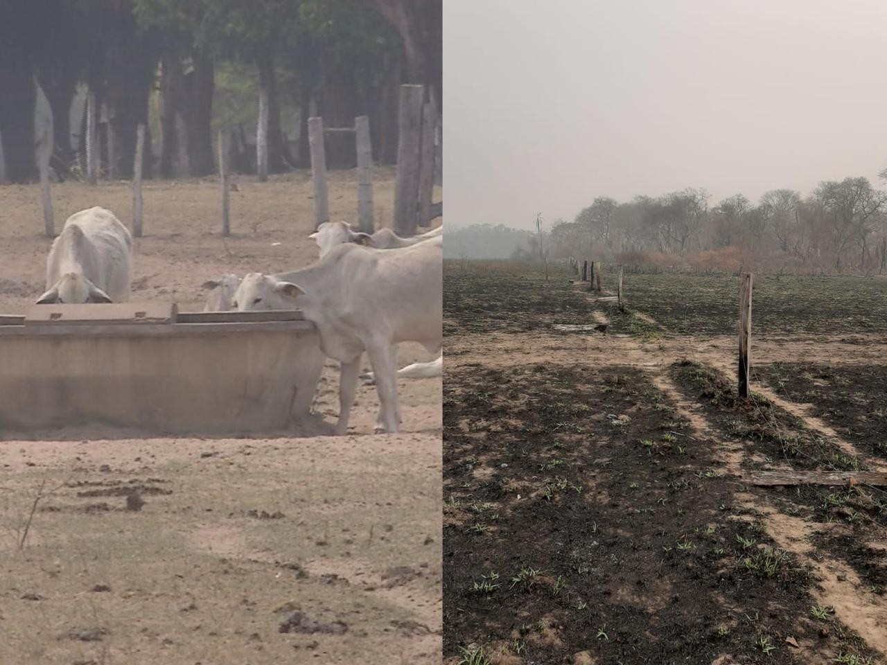 Pantanal em chamas: prejuzo causado pelo fogo no agronegcio de MS chega a R$ 1,2 bilho