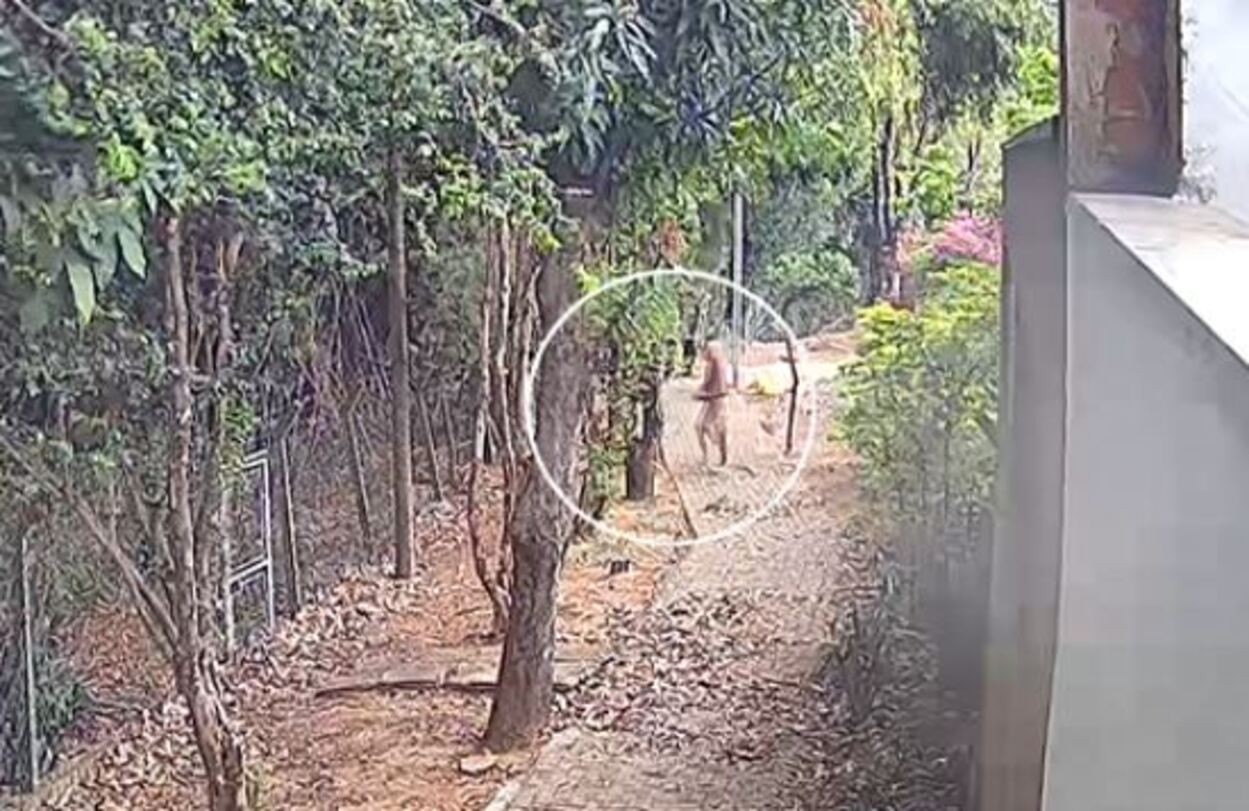 Dentista é preso após colocar fogo em mata em São Carlos; suspeito é reincidente em crime de incêndio