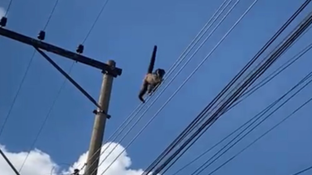 Macaco leva choque elétrico ao andar sobre os fios no interior de SP