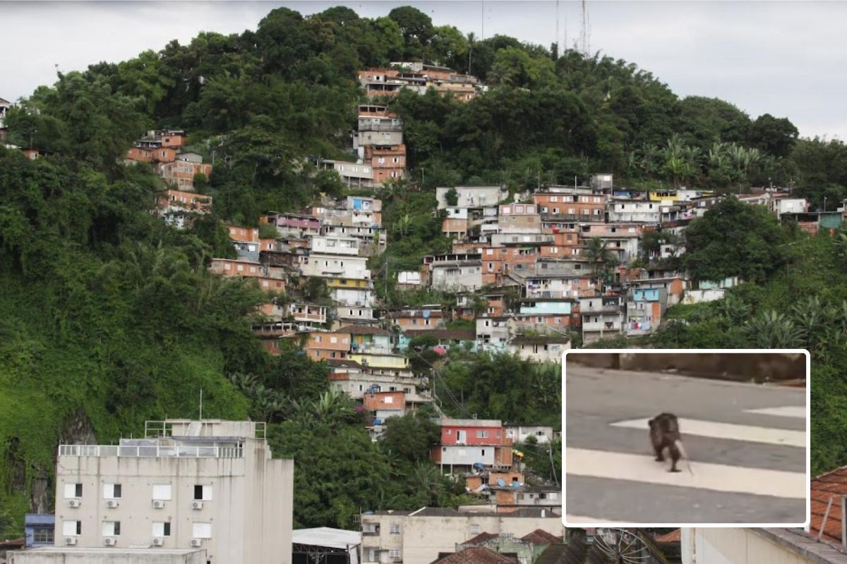 Saruê é flagrado respeitando as regras de trânsito no litoral de SP: 'Olha, ele atravessa na faixa'; VÍDEO