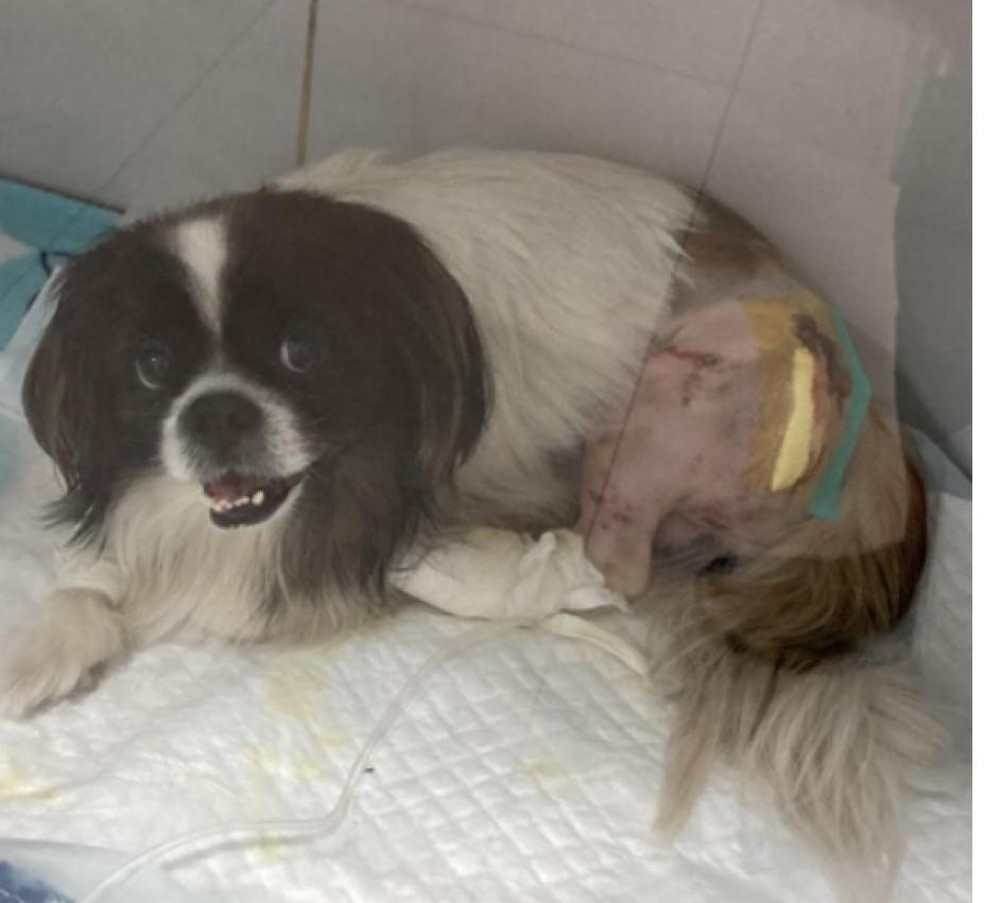 Animal estava com o jovem também ficou ferido — Foto: Cedida
