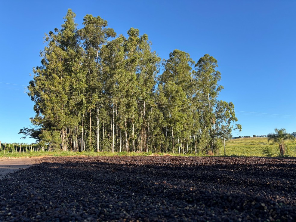 Local possui 50 hectares de produção — Foto: Diogo Del Cistia/g1