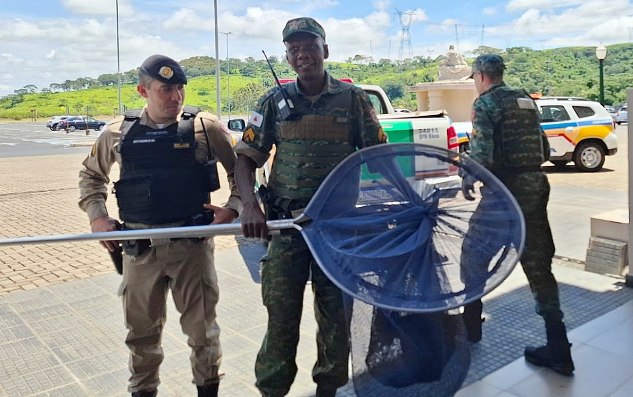 Filhote de jaguatirica é resgatada em santuário de Cássia, MG