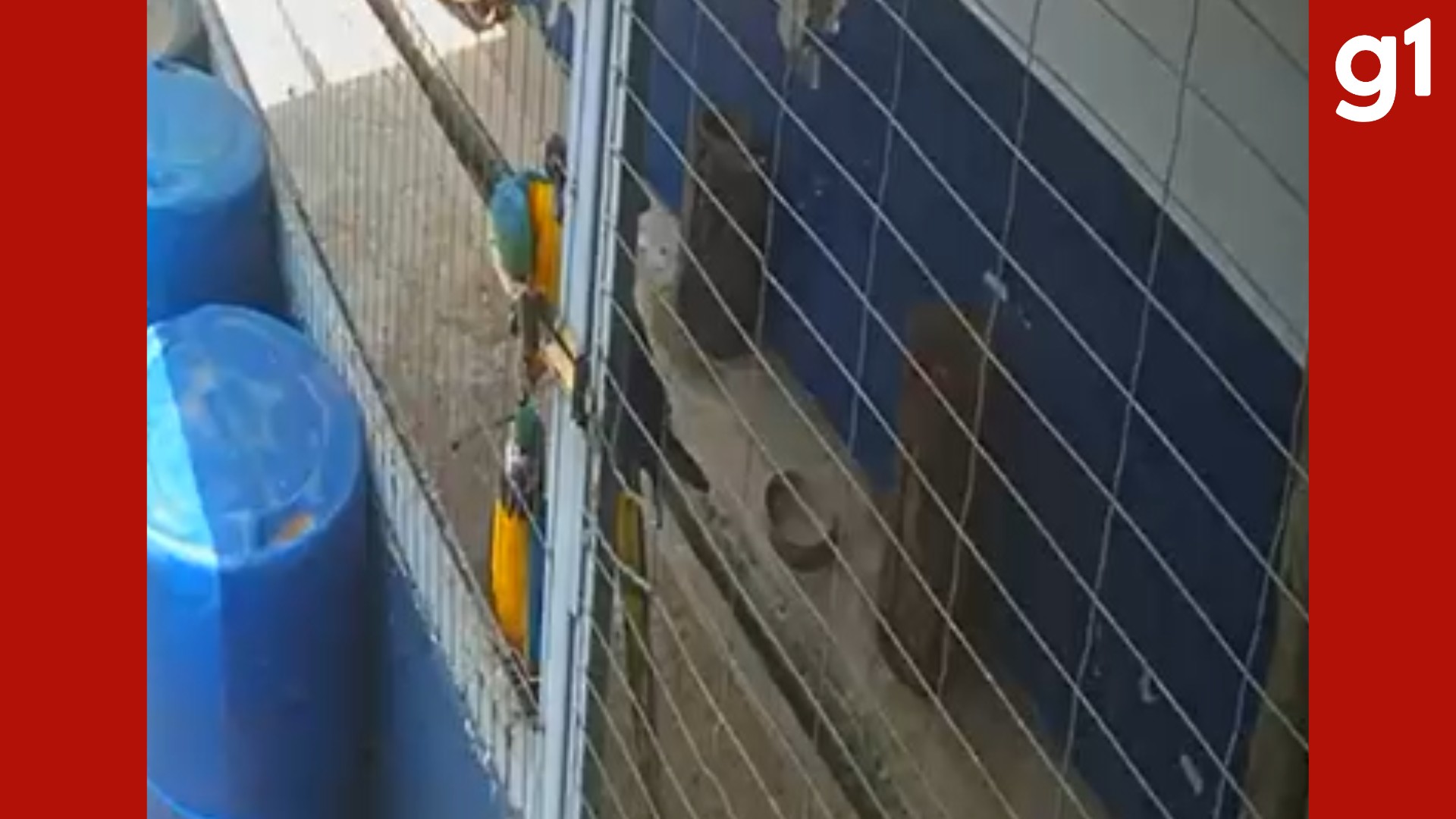 VÍDEO: arara abre cadeado e foge com outra em MT; uma é resgatada após seis dias