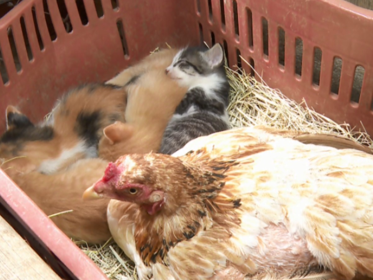 VÍDEO: galinha 'adota' filhotes de gata em chácara no interior de SP