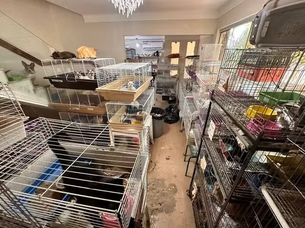 Segundo a policia, foram encontrados 50 cachorros e 100 gatos de diversas raças — Foto: Decat/Divulgação
