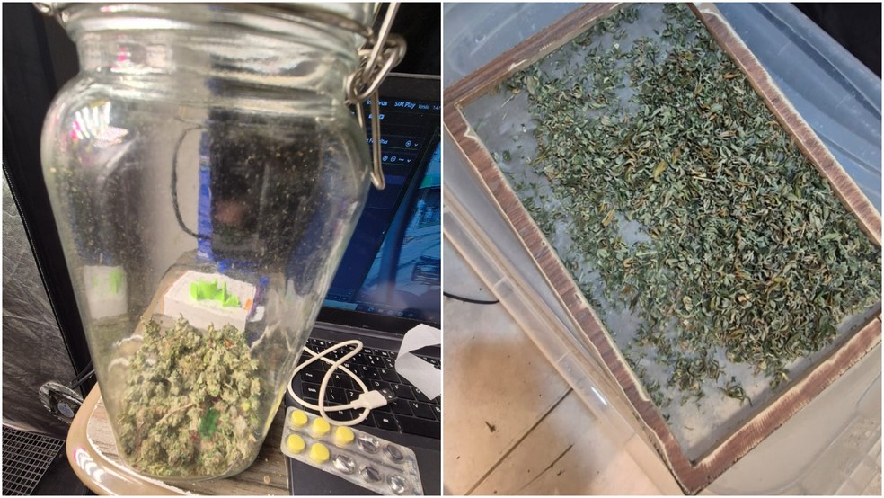 Ao todo, foram apreendidas 15 mudas de maconha, além de porções da droga que totalizaram mais de 500 gramas, distribuídas em diferentes recipientes. — Foto: Polícia Militar/ Divulgação