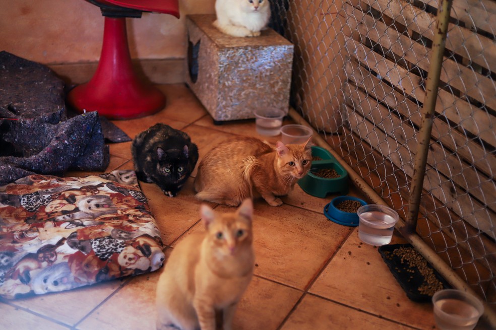 Felinos "dominaram" a casa, prioridade é conseguir construir um canil — Foto: Amanda Rocha/g1