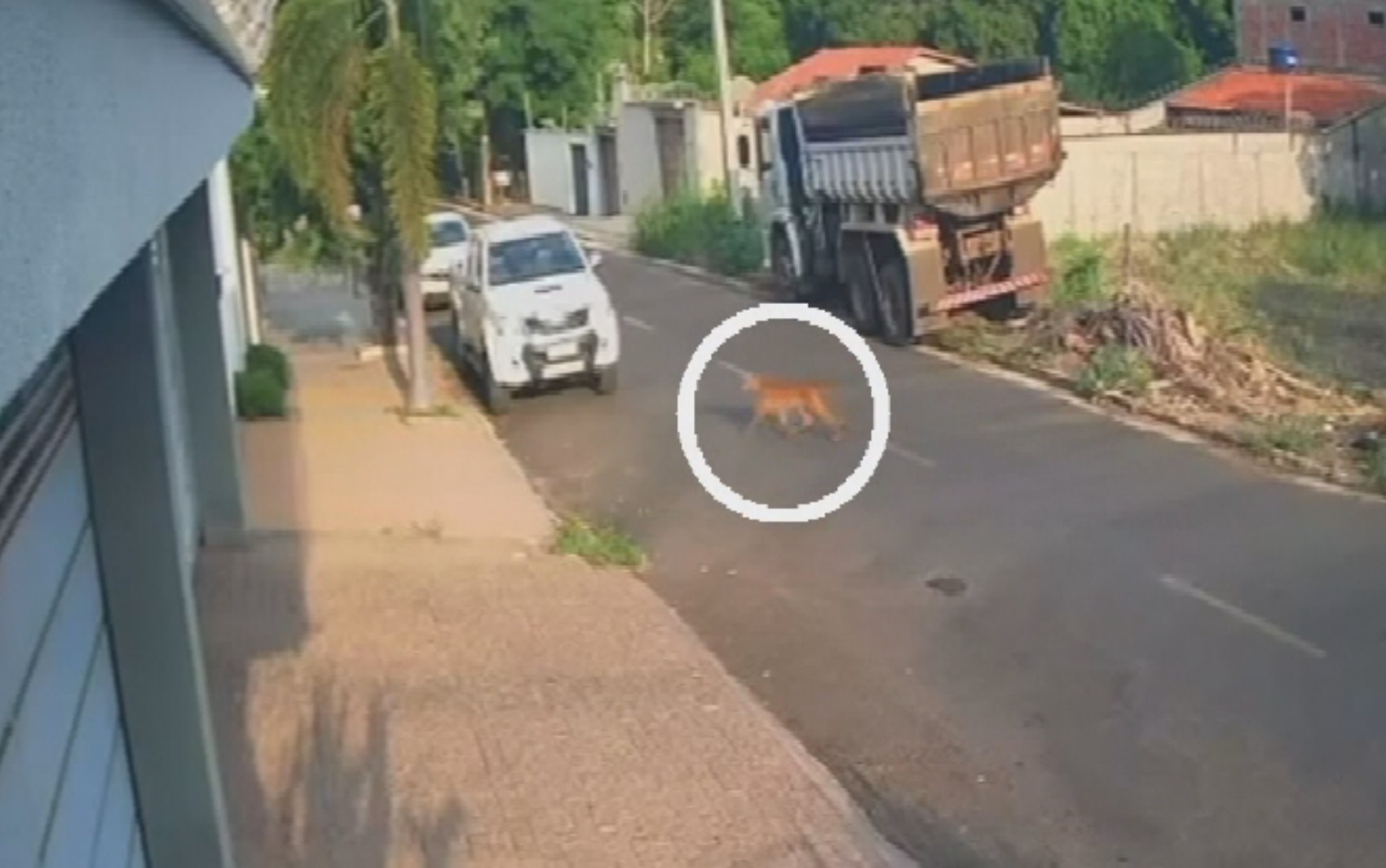 Onça é filmada andando tranquilamente por rua em cidade de Goiás; vídeo