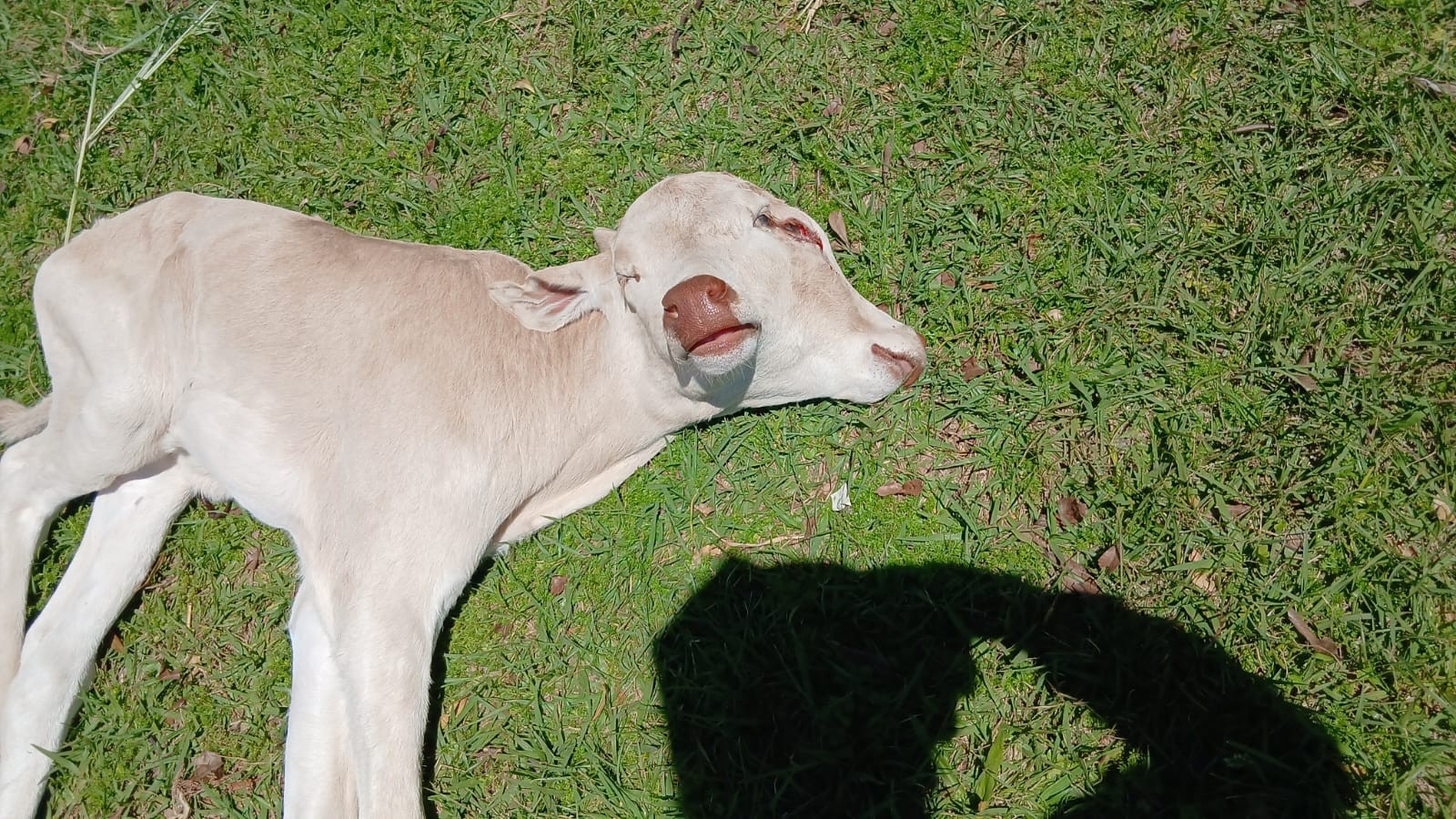 Morre bezerra que nasceu com 2 cabeças em SC; entenda condição rara
