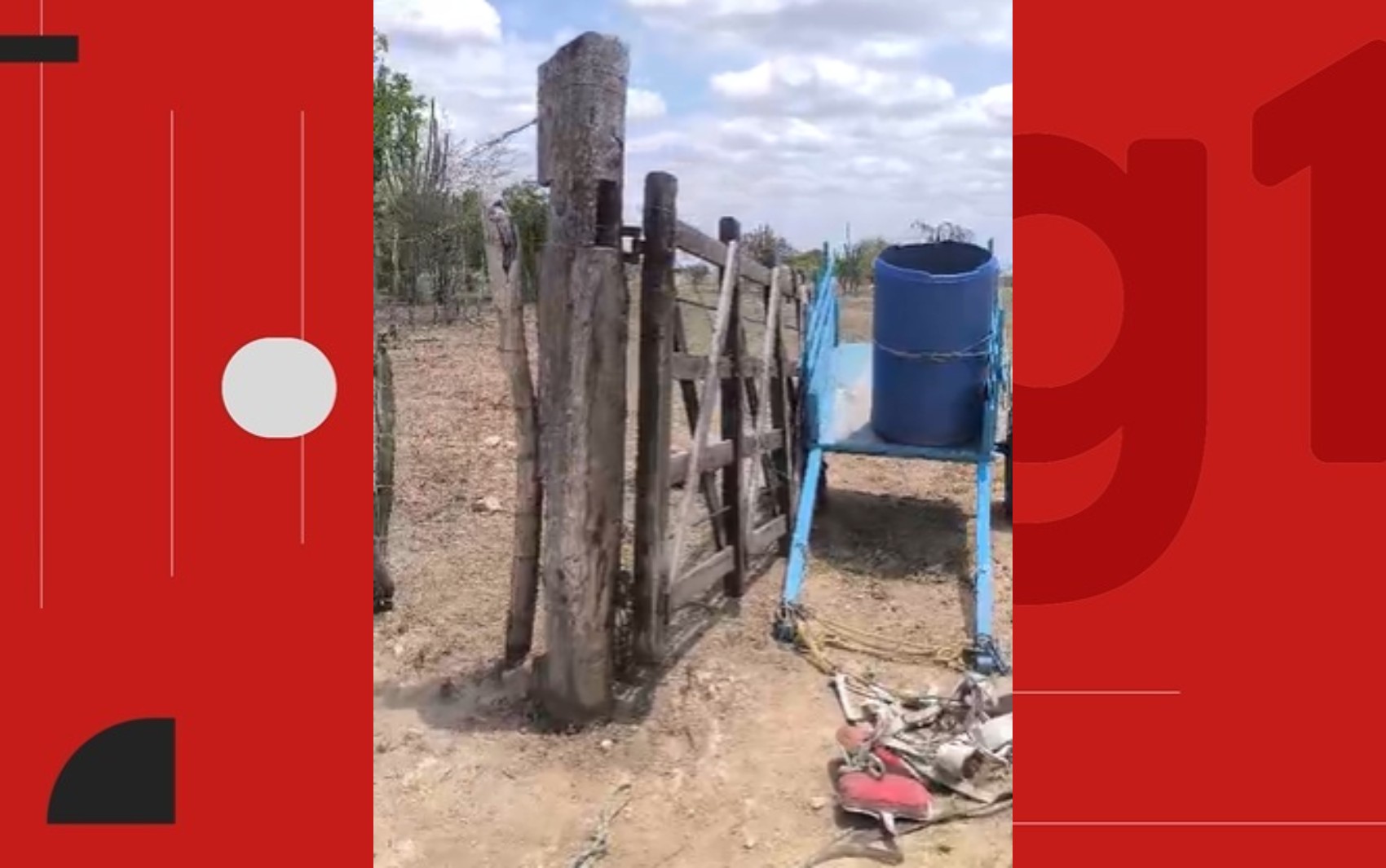 Três pessoas e um animal ficam feridos após ataque de abelhas em zona rural da BA; idoso segue internado