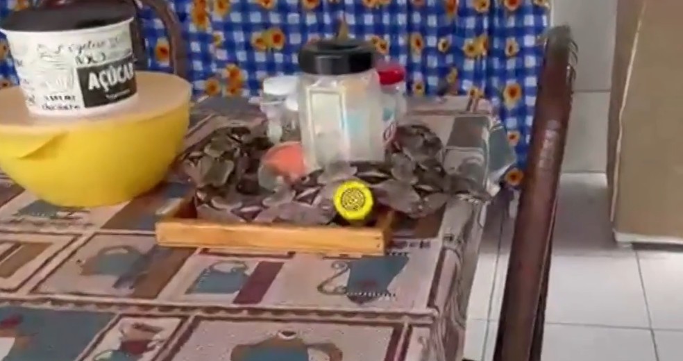 Jiboia em cima da mesa em casa em Mossoró — Foto: Reprodução