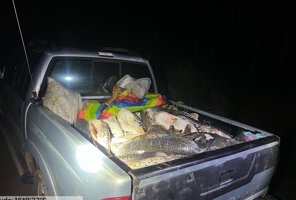 Pescado apreendido estava na carroceria de uma caminhonete — Foto: Polícia Militar