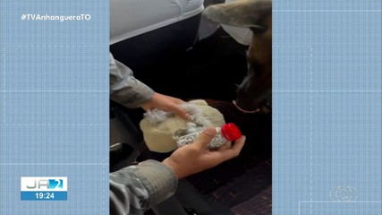 Polícia apreende drogas que estavam escondidas dentro de urso de pelúcia; confira