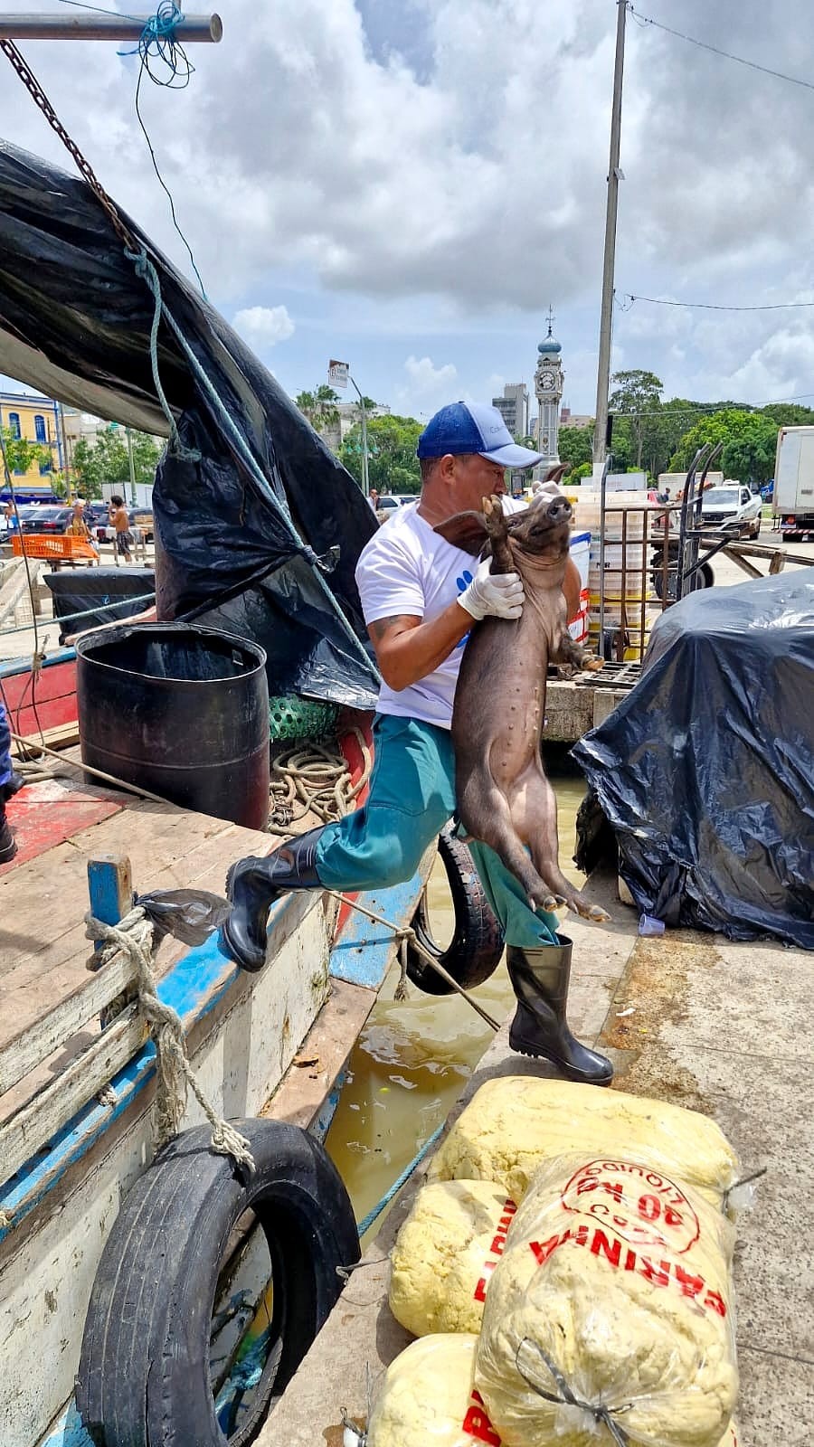 Maus-tratos contra animais: porcos, bode, cabra e galinha são resgatados de embarcação em Belém