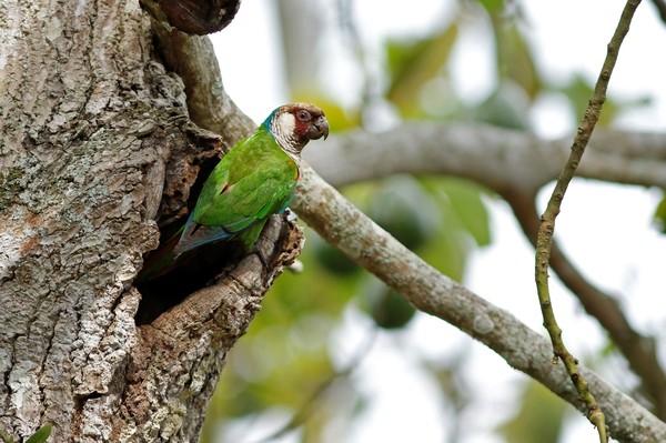 Periquito cara-suja é uma espécie ameaçada de extinção no Ceará. — Foto: Aquasis/Reprodução