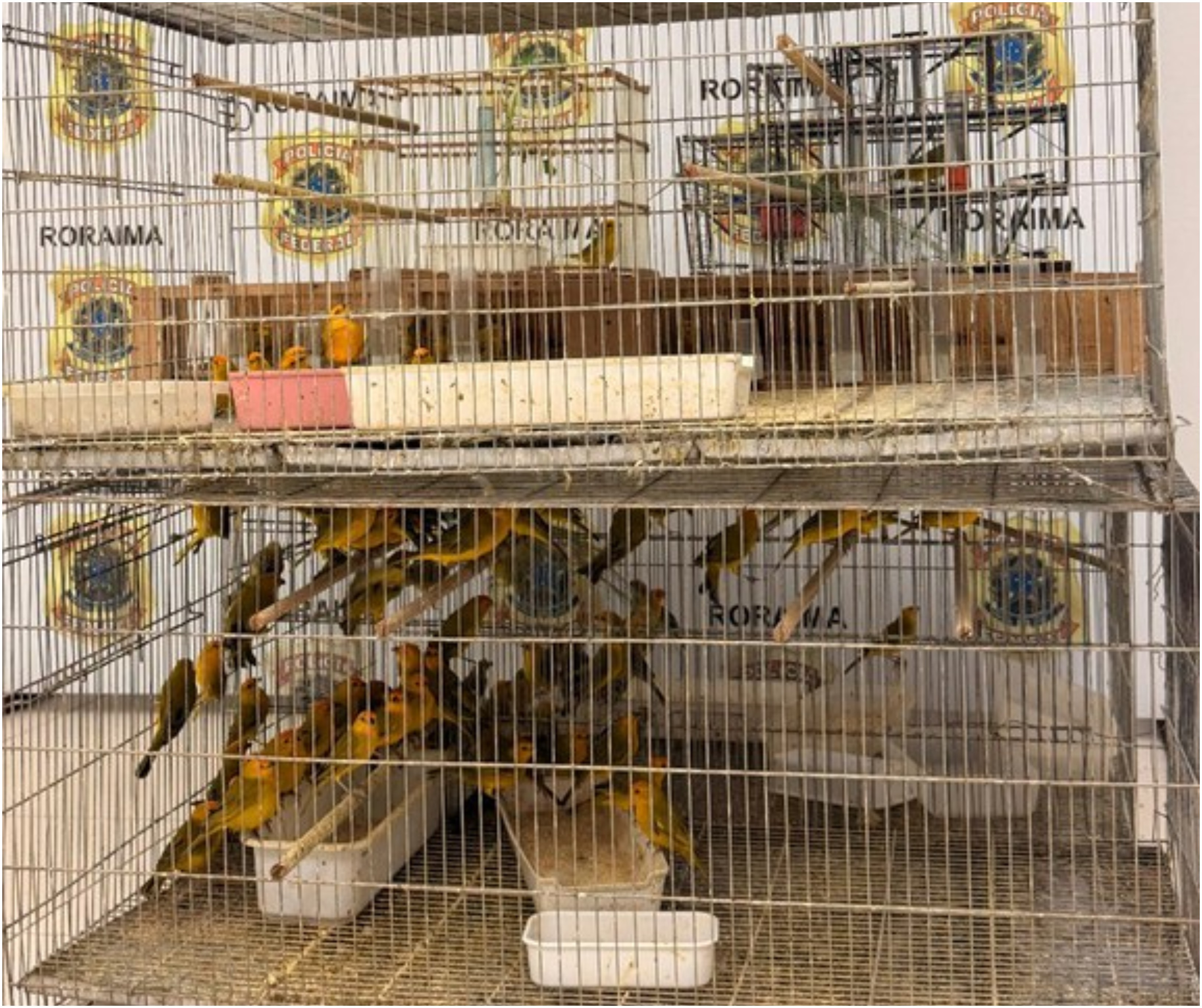 PF prende dupla com 350 canários-da-terra mantidos em cativeiro em Boa Vista