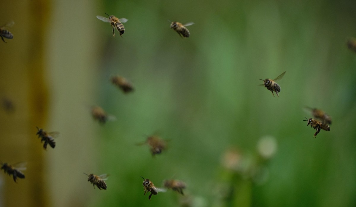 Idoso morre atacado por abelhas após entrar em clube para pegar mangas, em Curvelo