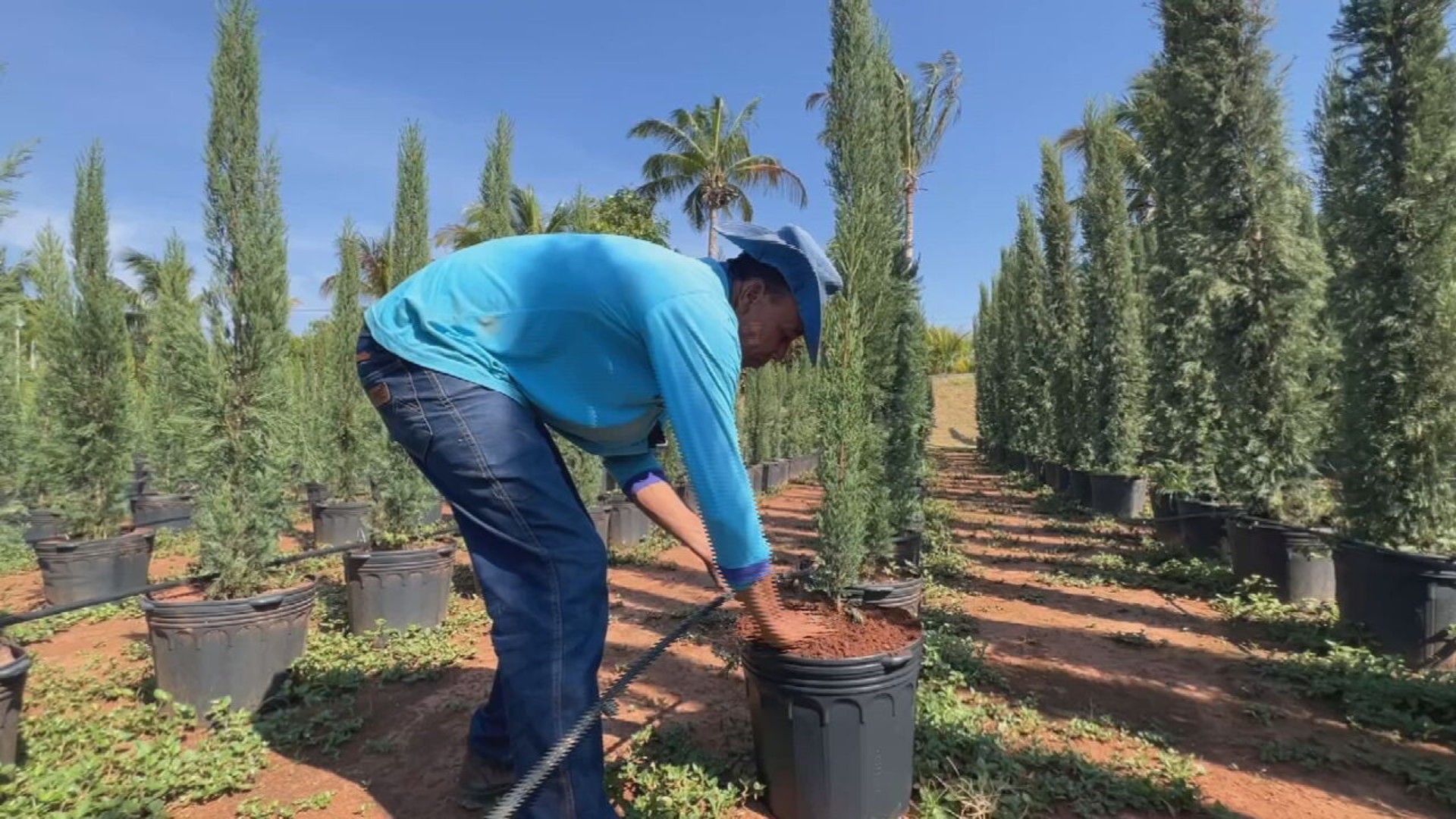 Ciprestes Italianos Bombam no Fim do Ano: Descubra o Segredo por Trás do Sucesso!