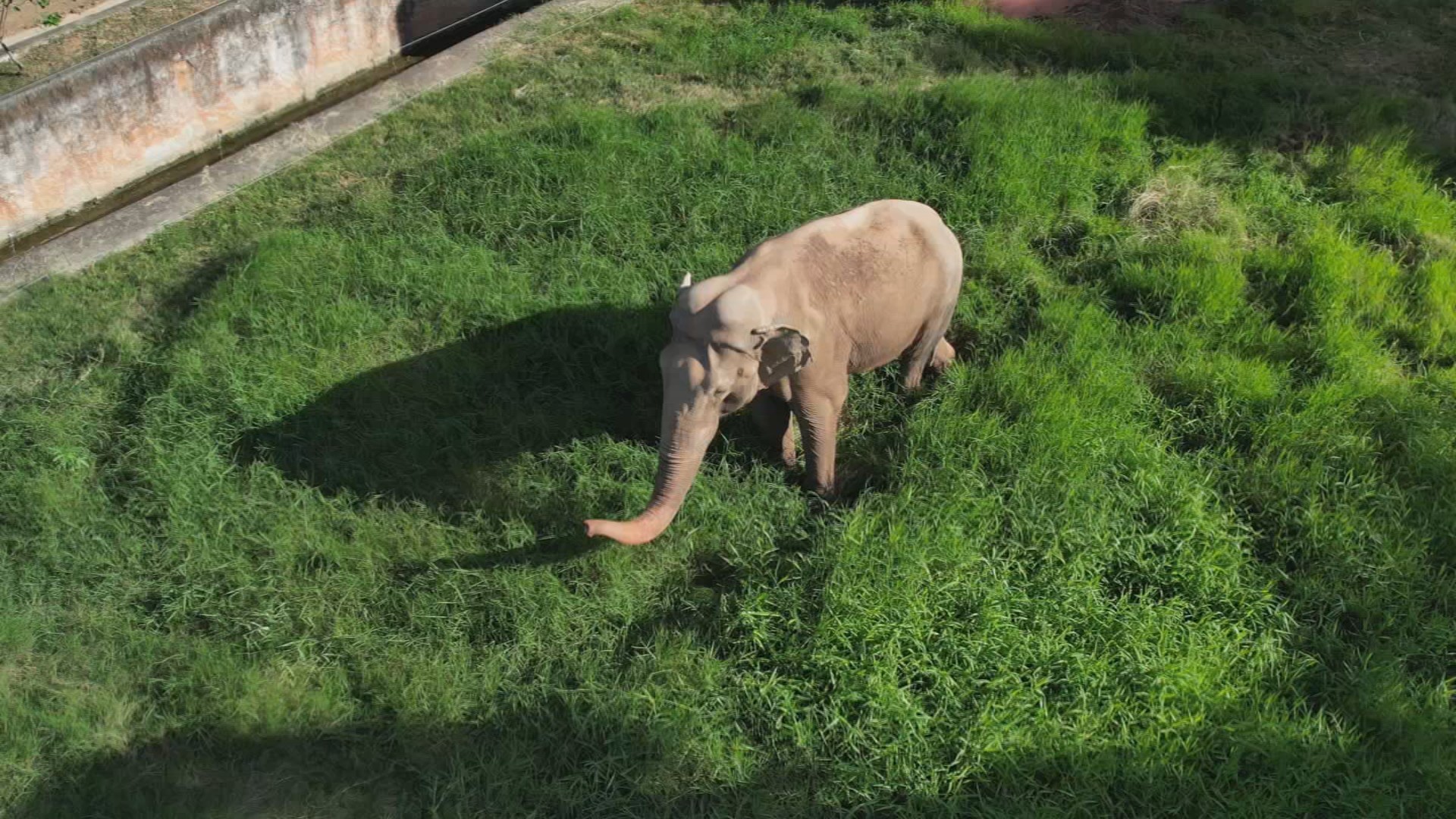 Elefante Sandro: entenda a disputa judicial pela transferência do animal do zoo de Sorocaba