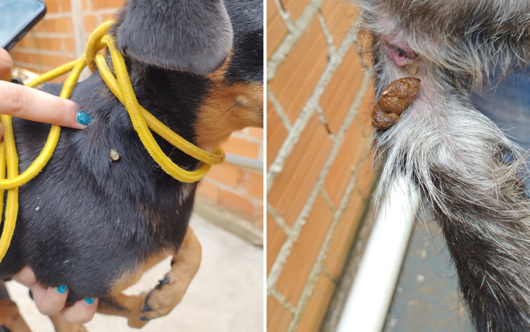 Vídeo: Mulheres são presas por maus-tratos após gravação em que riem de cachorra acorrentada em Batatais