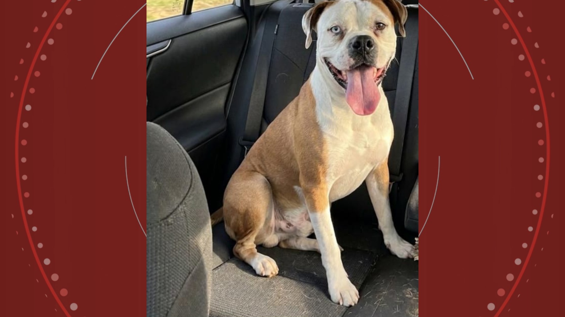 Golpista usa IA para criar foto de cachorra perdida e tira R$ 600 de família do Paraná que procurava pelo animal