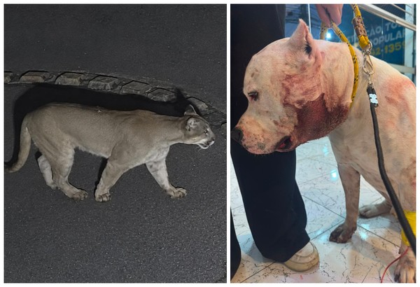 A onça parda que atacou o pittbull Ragnar, da família Ramos, na Zona Norte de São Paulo. — Foto: Montagem/g1/Acervo pessoal